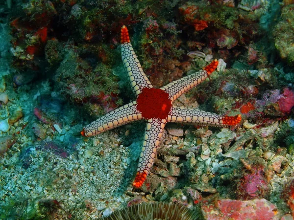 Starfish, Philippines, Luzon Island, Anilo — Stock Photo, Image