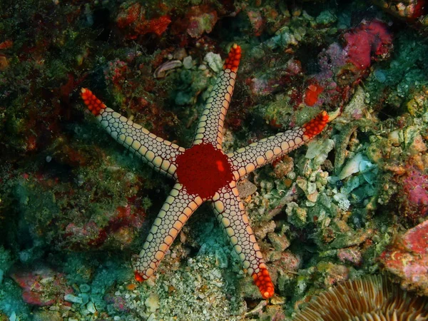 Estrella de mar, Filipinas, Isla de Luzón, Anilo — Foto de Stock