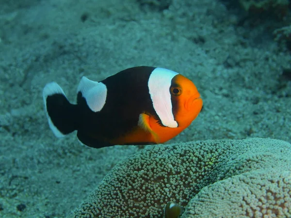 Payaso de pescado, Filipinas, Isla Luzón, Anilo —  Fotos de Stock