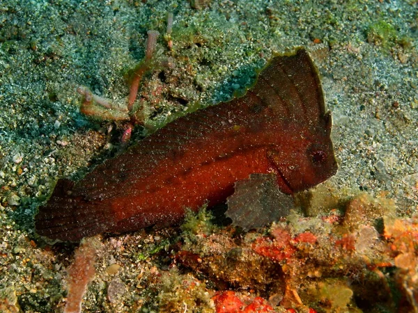 Pesce corallo, Filippine, Isola di Luzon, Anilo — Foto Stock