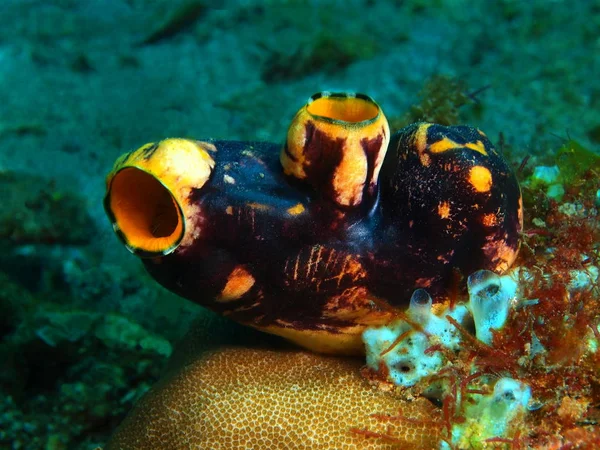 Sea squirt, Filipinas, Isla de Luzón, Anilo — Foto de Stock