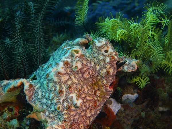 Demosponge, Filippine, Isola di Luzon, Anilo Foto Stock Royalty Free