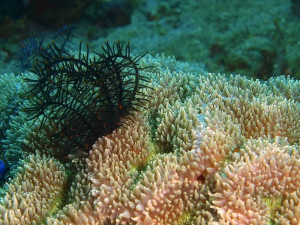 Piedra de coral, Filipinas, Isla de Luzón, Anilo — Foto de Stock
