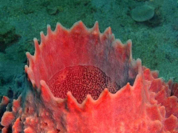 Demosponge, Filipinas, Ilha de Luzon, Anilo — Fotografia de Stock