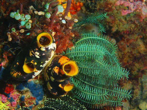 Sea squirts, Philippines, Luzon Island, Anilo — Stock Photo, Image