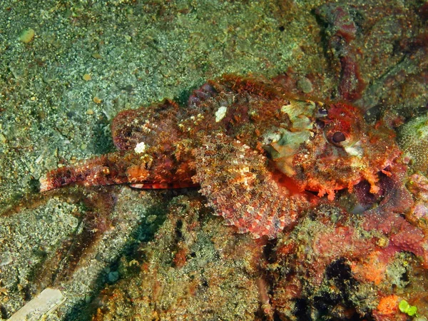 Scorpionfish, Filipinler, Luzon Adası, Anilo