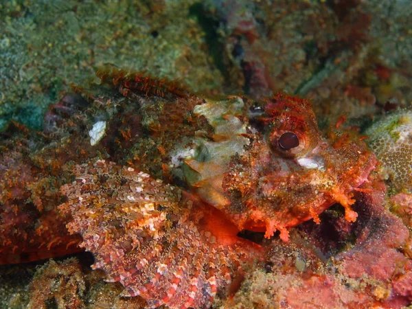 Scorpionfish, Filipiny, Wyspa Luzon, Anilo — Zdjęcie stockowe