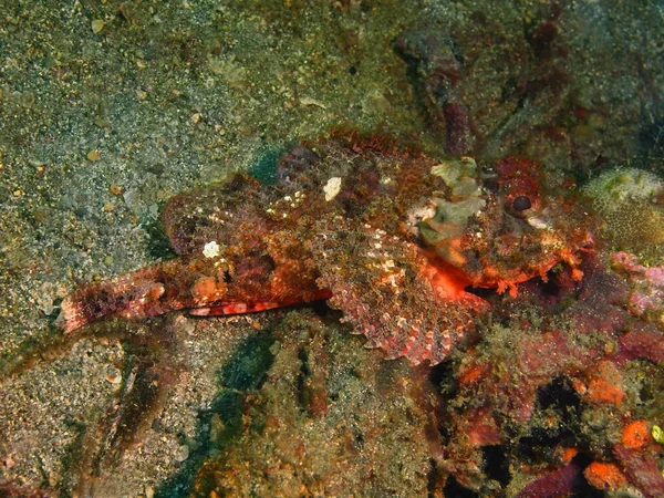 Scorpionfish, Filipiny, Wyspa Luzon, Anilo — Zdjęcie stockowe