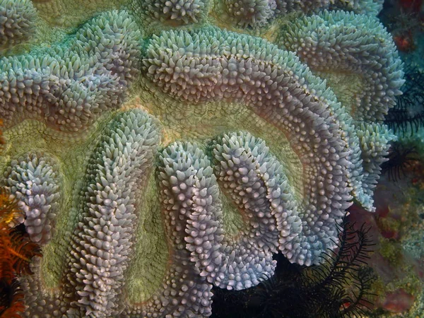 Coral de pedra, Filipinas, Ilha de Luzon, Anilo — Fotografia de Stock