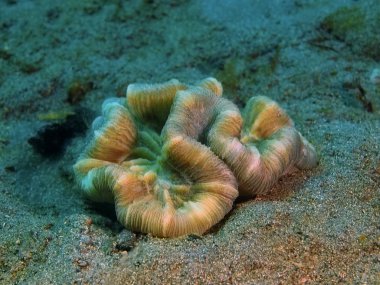 Taş mercan, Filipinler, Luzon Adası, Anilo