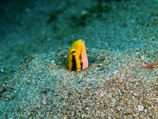 Coral fish, Filipinas, Ilha de Luzon, Anilo — Fotografia de Stock