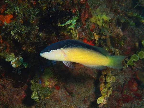 Coral fish, Philippines, Luzon Island, Anilo — Stock Photo, Image