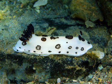 Gerçek deniz yaratığı, Filipinler, Luzon Adası, Anilo