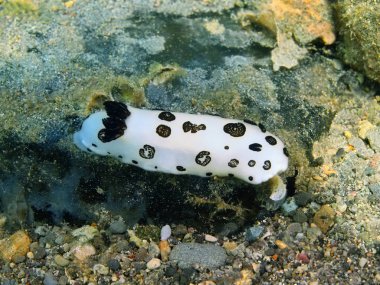 Gerçek deniz yaratığı, Filipinler, Luzon Adası, Anilo