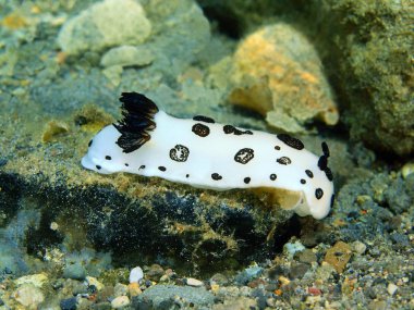 Gerçek deniz yaratığı, Filipinler, Luzon Adası, Anilo