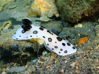 Gerçek deniz yaratığı, Filipinler, Luzon Adası, Anilo