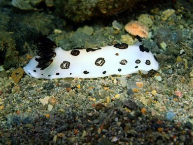Gerçek deniz yaratığı, Filipinler, Luzon Adası, Anilo