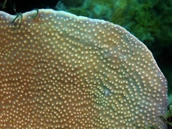 Stone coral, Philippines, Luzon Island, Anilo — Stock Photo, Image