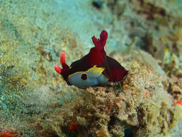 Sanna sea slug, Filippinerna, Luzon Island, Anilo — Stockfoto