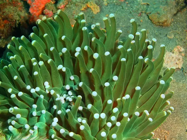 Zeeanemonen, Filippijnen, eiland Luzon, Anilo — Stockfoto