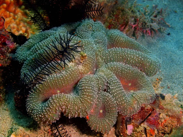 Piedra de coral, Filipinas, Isla de Luzón, Anilo — Foto de Stock