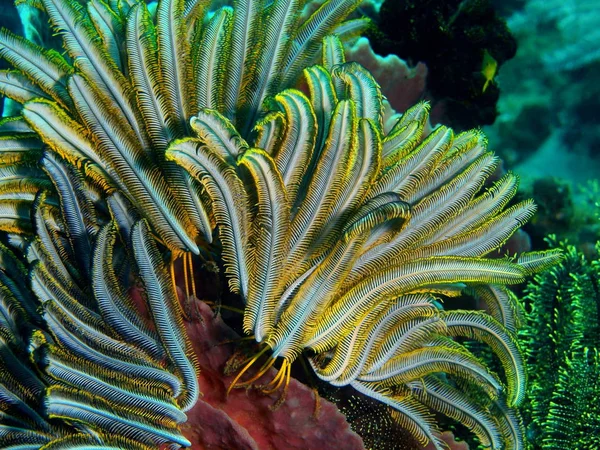 Crinoid, Philippines, Luzon Island, Anilo — Stock Photo, Image