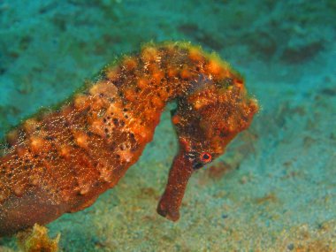 Denizatı, Filipinler, Luzon Adası, Anilo