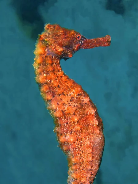 Denizatı, Filipinler, Luzon Adası, Anilo