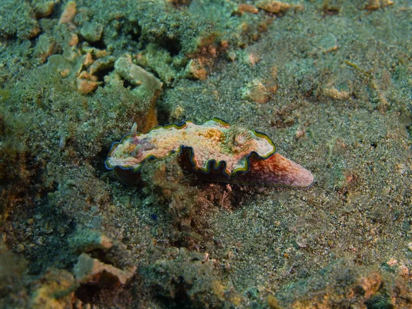 Véritable limace de mer, Philippines, île de Luçon, Anilo — Photo