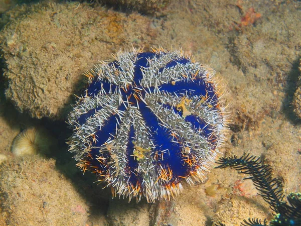 Deniz kestanesi, Filipinler, Luzon Adası, Anilo