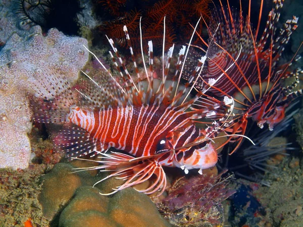 Scorpionfish, Filipinas, Isla de Luzón, Anilo —  Fotos de Stock