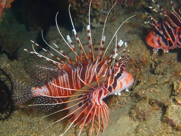 Scorpionfish, Filipinas, Ilha de Luzon, Anilo — Fotografia de Stock