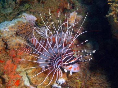 Scorpionfish, Filipinler, Luzon Adası, Anilo