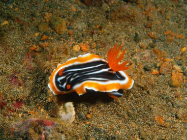 Gerçek deniz yaratığı, Filipinler, Luzon Adası, Anilo