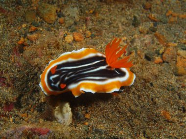 Gerçek deniz yaratığı, Filipinler, Luzon Adası, Anilo