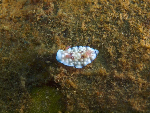 Lesma do mar verdadeiro, Filipinas, Ilha de Luzon, Anilo — Fotografia de Stock