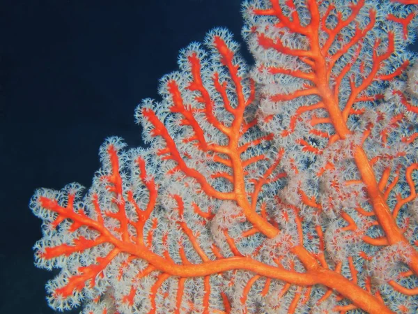 Coral gorgoniano, Filipinas, Isla Luzón, Anilo — Foto de Stock