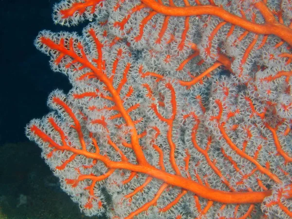 Gorgonie Koral, Filipiny, Wyspa Luzon, Anilo — Zdjęcie stockowe