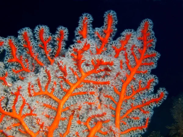 Coral Gorgoniano, Filipinas, Ilha de Luzon, Anilo — Fotografia de Stock