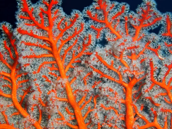 Gorgonian korall, Filippinerna, Luzon Island, Anilo — Stockfoto