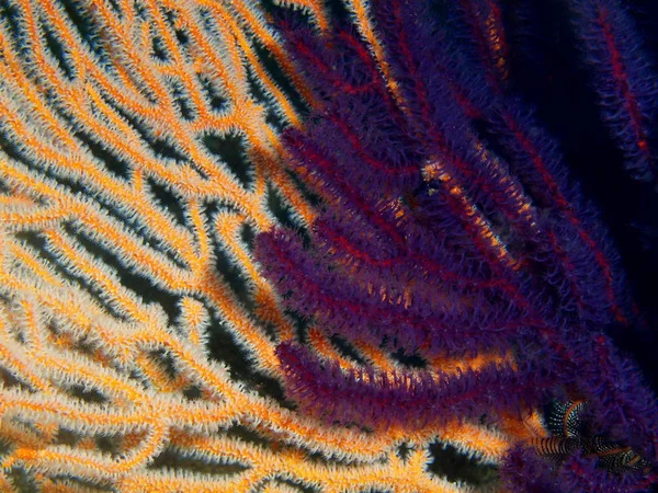 Gorgonian коралів, Філіппіни, острова Лусон, Anilo — стокове фото