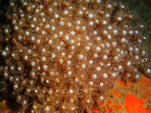 软珊瑚，菲律宾吕宋岛，阿尼洛 — 图库照片