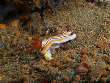 Gerçek deniz yaratığı, Filipinler, Luzon Adası, Anilo