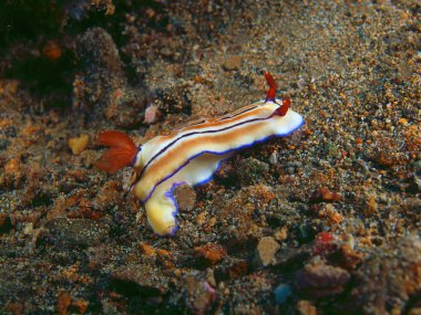 Gerçek deniz yaratığı, Filipinler, Luzon Adası, Anilo