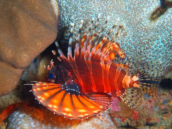 Skorpionfische, Philippinen, Insel Luzon, Anilo — Stockfoto