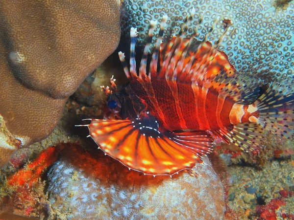 Scorpionfish, Filipinas, Isla de Luzón, Anilo —  Fotos de Stock