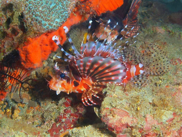 Scorpionfish, Filipinas, Isla de Luzón, Anilo — Foto de Stock