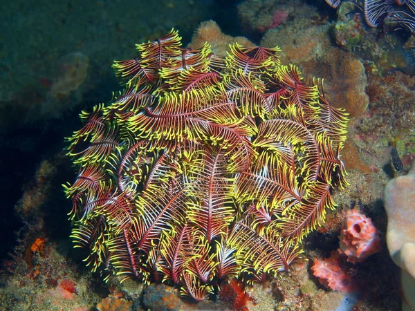 Crinoid, Filipiny, Wyspa Luzon, Anilo — Zdjęcie stockowe