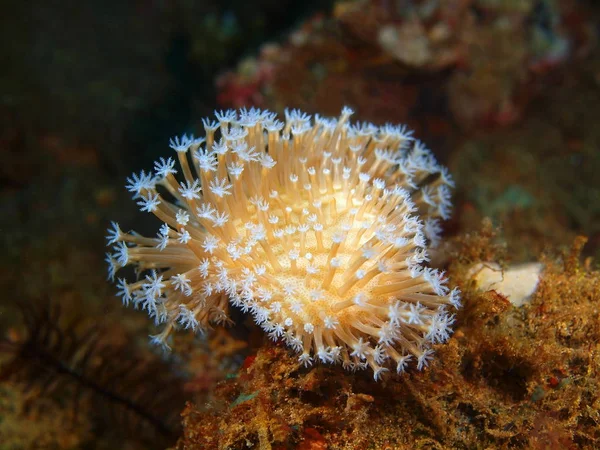 Coral blando, Filipinas, Isla de Luzón, Anilo — Foto de Stock