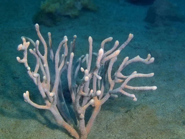 Gorgonií korál, Filipíny, ostrov Luzon, Anilo — Stock fotografie